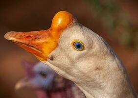 Portrait of a white goose on a blurred background, close-up photo