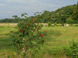 cows in westphalia photo