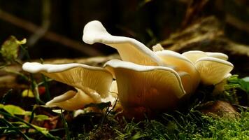 Mushroom Pleurotus ostreatus in the forest photo