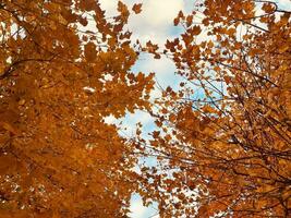 autumn leaves on the sky background, note shallow depth of field photo