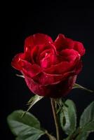 beautiful red rose on a black background close-up, macro photo