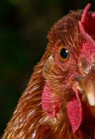 Portrait of a rooster on a farm, close-up photo