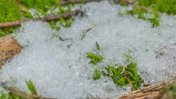 macro tijd vervallen schot van glimmend deeltjes van smelten sneeuw en Open groen gras en bladeren. verandering van seizoen van winter naar voorjaar in de Woud. video