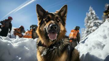 rescate perros diligentemente buscando Nevado terreno durante alpino rescate misión foto