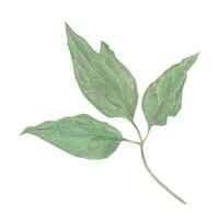 Vector garden clematis leaf hand-drawn in watercolor. Floral element to create decor, prints in vintage, victorian and boho style.