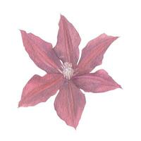 Vector red garden clematis flower hand drawn in watercolor. Floral element to create decor, prints in vintage, victorian and boho style.