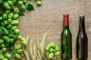 Green Fresh Hops with Wheat and two bottles of beer as copy space frame text area on sackcloth background photo