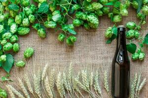 Bottle of beer with Brewing ingredients. Hop flower with wheat. Top view photo