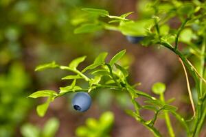 Ripe and ready wild blueberries on the bush - selective focus photo