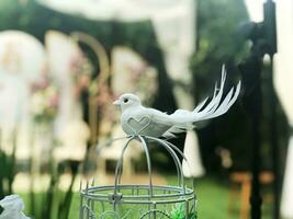 Boda palomas blanco palomas en el manos de el recién casados. Boda tradición, novia y novio foto