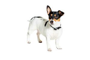 Jack Russell terrier, aislado en blanco foto