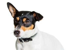 Jack Russell terrier, aislado en blanco foto