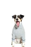 Portrait of a purebred smooth fox terrier white background photo