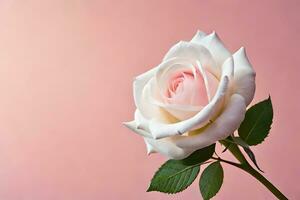 a single white rose on a pink background. AI-Generated photo