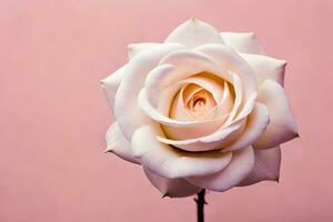 white rose on pink background. AI-Generated photo