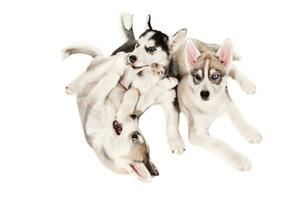 Group of happy siberian husky puppies on white background photo