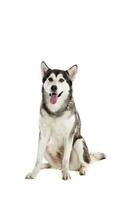 Alaskan Malamute sitting and looking at the camera, sticking the tongue out, isolated on white photo