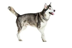 Alaskan Malamute standing, sticking the tongue out, isolated on white photo