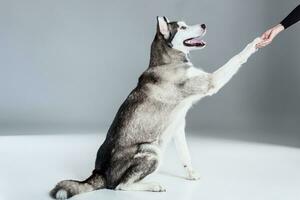 Alaskan Malamute sitting on the floor, giving paw, on gray background photo