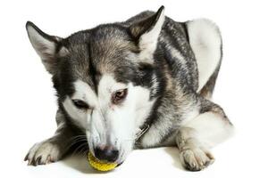 Alaskan Malamute lying on the floor with a toy, isolated on white photo