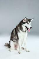 Alaskan Malamute sitting on the floor, sticking the tongue out, on gray background photo