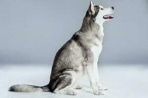 Alaskan Malamute sitting on the floor, sticking the tongue out, on gray background photo