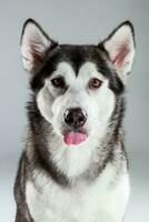 Portrait of siberian husky on gray background photo