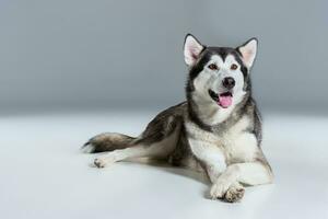 Alaskan Malamute lying on the floor, sticking the tongue out, on gray background photo