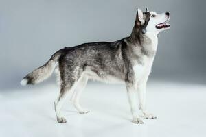 Alaskan Malamute standing, sticking the tongue out, on gray background photo