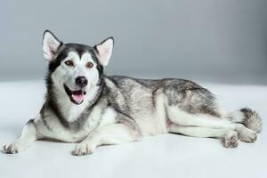 Alaskan Malamute lying and looking at the camera, sticking the tongue out, on gray background photo