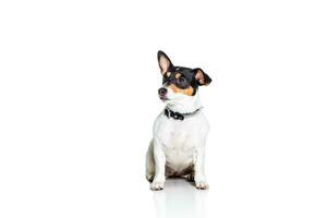 Jack Russell terrier, aislado en blanco foto