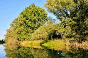 Trees on the river photo