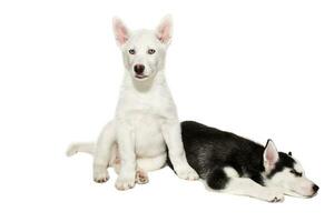 Two cute little husky puppies isolated on white background photo