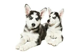 Two cute little husky puppies isolated on white background photo