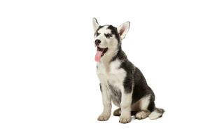 Puppy Siberian husky black and white with blue eyes on white background photo