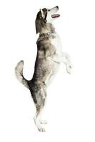 Alaskan Malamute standing on hind legs, sticking the tongue out, isolated on white photo