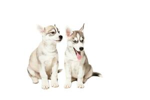 dos linda pequeño fornido cachorros aislado en blanco antecedentes foto