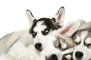 Cute Siberian husky puppies on white background. photo