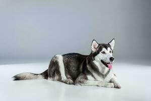 Alaskan Malamute lying on the floor, sticking the tongue out, on gray background photo