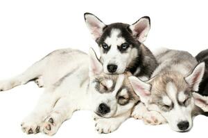 Cute Siberian husky puppies on white background. photo