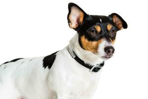 Jack Russell terrier, aislado en blanco foto