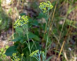 Yellow cumin. Helichrysum arenarium, dwarf everlast. Helichrysum arenarium L is also known as dwarf everlast, and as immortelle. photo