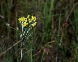 Yellow cumin. Helichrysum arenarium, dwarf everlast. Helichrysum arenarium L is also known as dwarf everlast, and as immortelle. photo