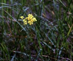 Yellow cumin. Helichrysum arenarium, dwarf everlast. Helichrysum arenarium L is also known as dwarf everlast, and as immortelle. photo