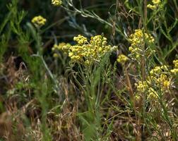 Yellow cumin. Helichrysum arenarium, dwarf everlast. Helichrysum arenarium L is also known as dwarf everlast, and as immortelle. photo