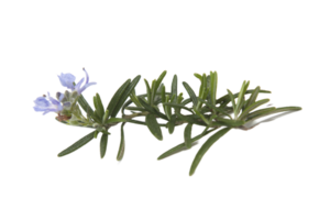 branch of rosemary in bloom png