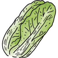 chino repollo ilustración. garabatear vegetal. comida ingrediente. menú tablero png