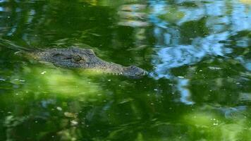 Crocodile or alligator in water video