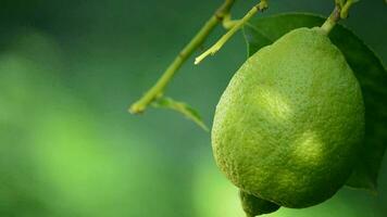 Lemon fruit hanging from a branch of tree video