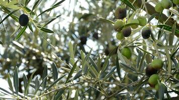 Olives hanging at branch of tree video